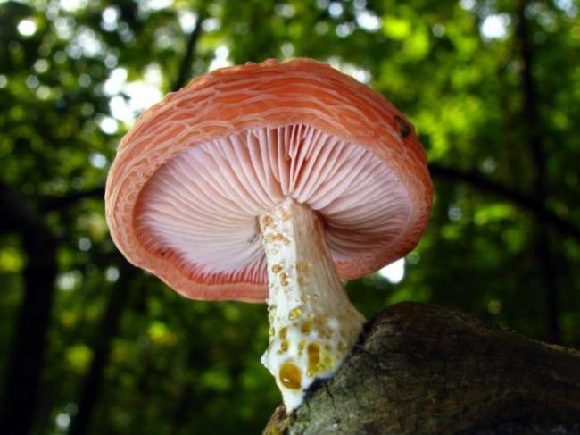 Rhodotus palmatus - Изображение гриба