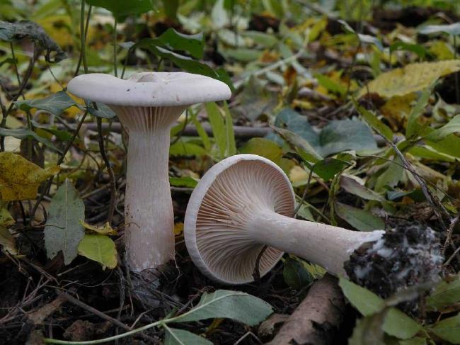 Infundibulicybe geotropa