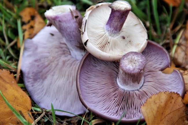 Boletus nobilis - описание, расположение, похожие виды, фотографии