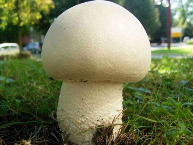 Agaricus-macrosporus_04-2-e1610140100292.jpg