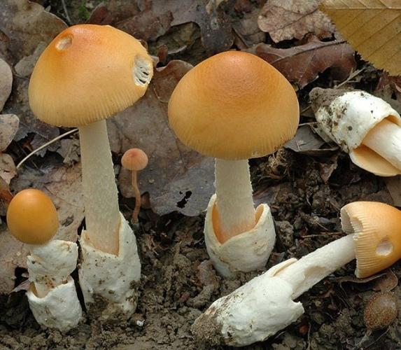 Шафрановые поплавки