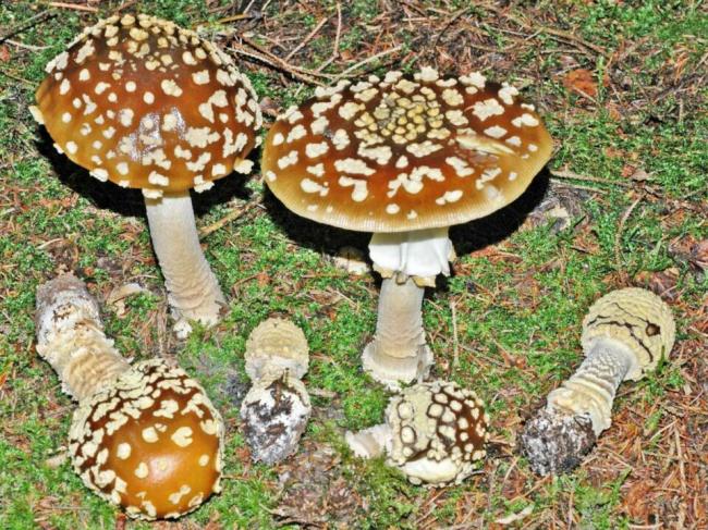 Королевская мухоловка