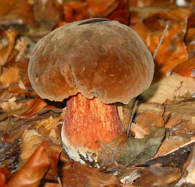 Дубовик крапчатый (Neoboletus erythropus) фото и описание