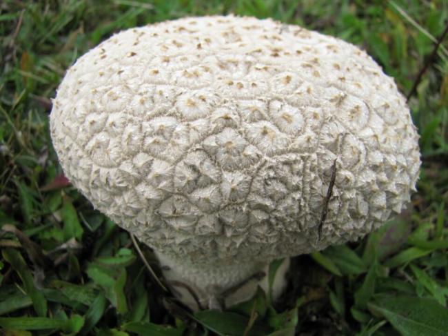 Головастик мешочек (Bovistella utriformis) фото и описание