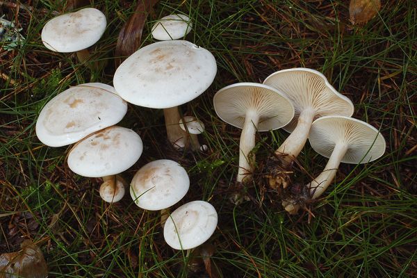 Пень восковой (Clitocybe phyllophila) фото и описание