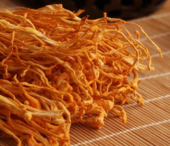 Cordyceps militaris1