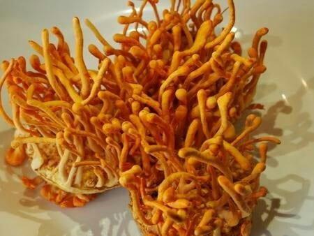 Cordyceps militaris2