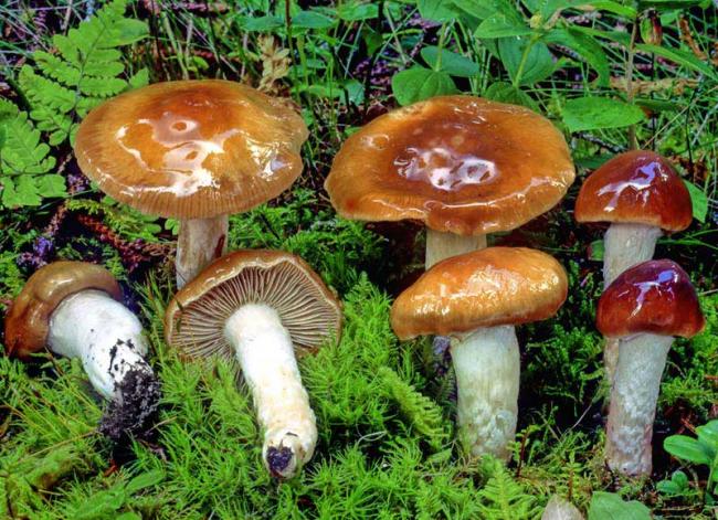 Фотографии и описание Cortinarius mucifluus (муцилагиновый паутинник)