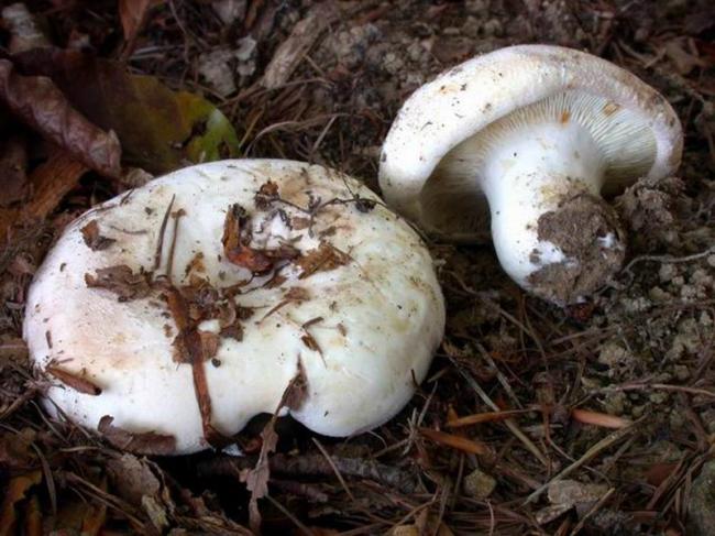 Скрипичный гриб / молочный гриб (Lactarius vellereus)