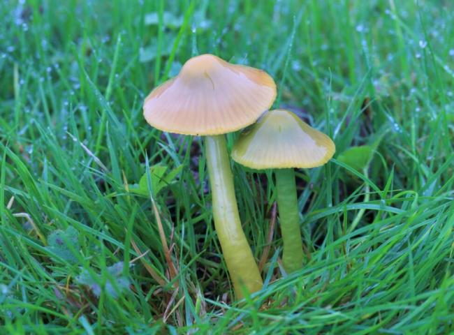 Hygrocybe psittacina