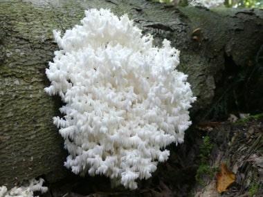 Hericium coralloides2