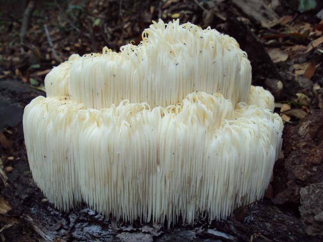 Hericius erinaceus