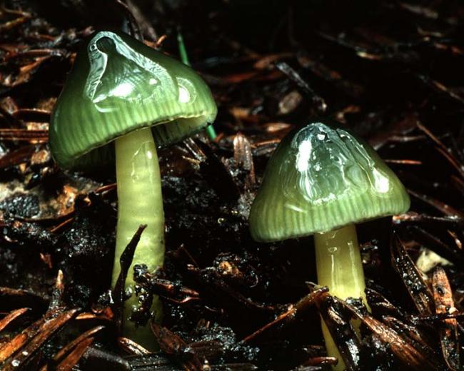 Gliophorus psittacinus фото и описание
