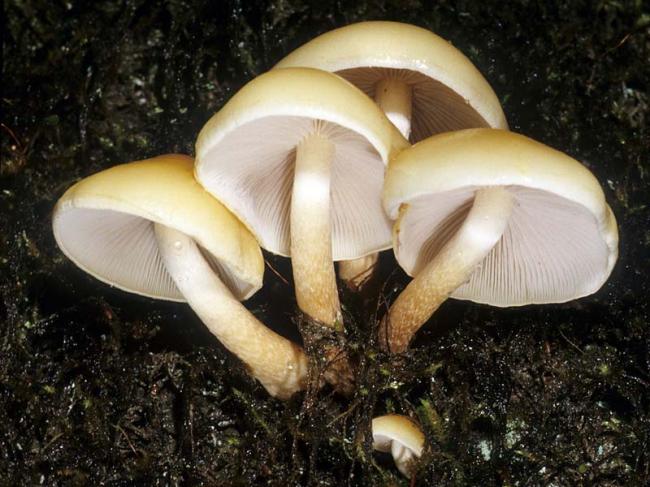 Опёнок серопластинчатый (Hypholoma capnoides) фото и описание