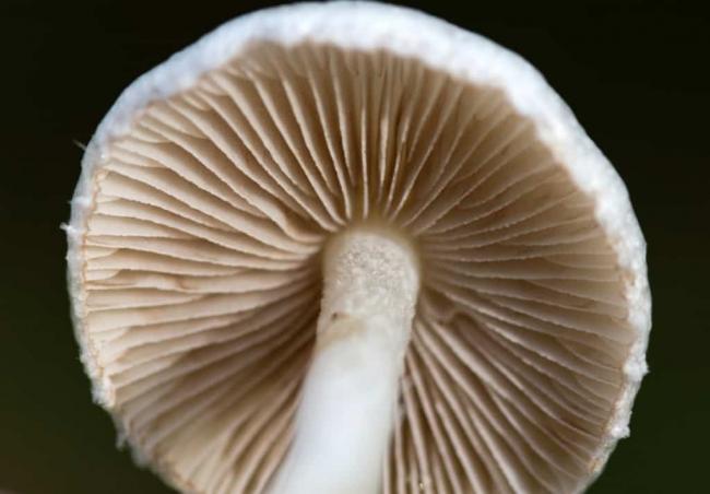 Inocybe geophylla6