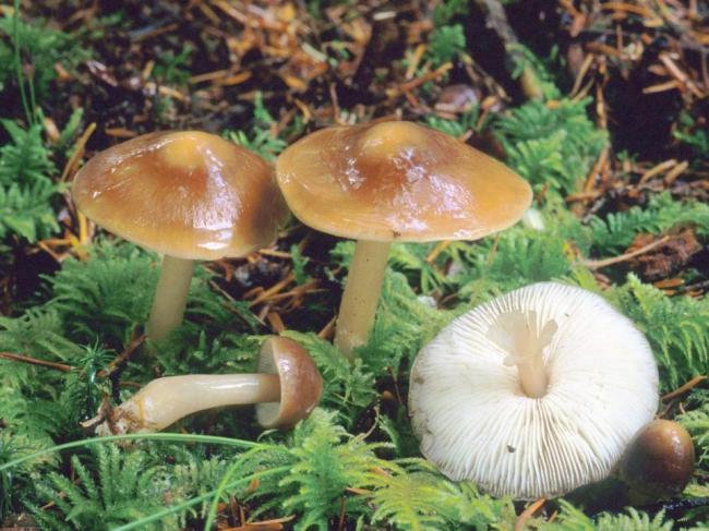 Масло коллибии Rhodocollybia butyracea