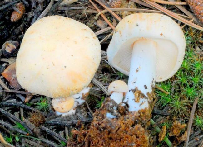 Коллибия обнаружила Rhodocollybia maculata