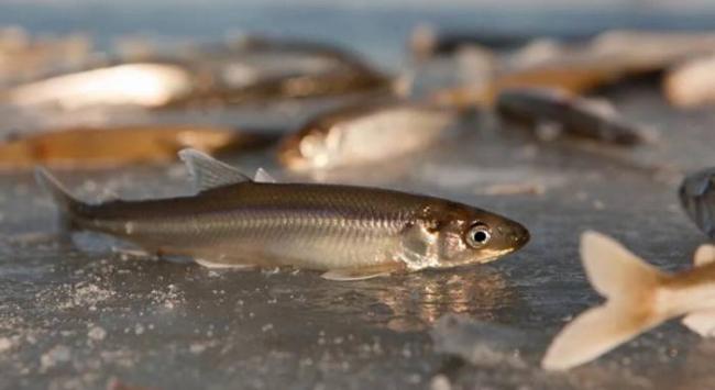 Выловленная в чистом водоёме корюшка Корюшка из водоёма
