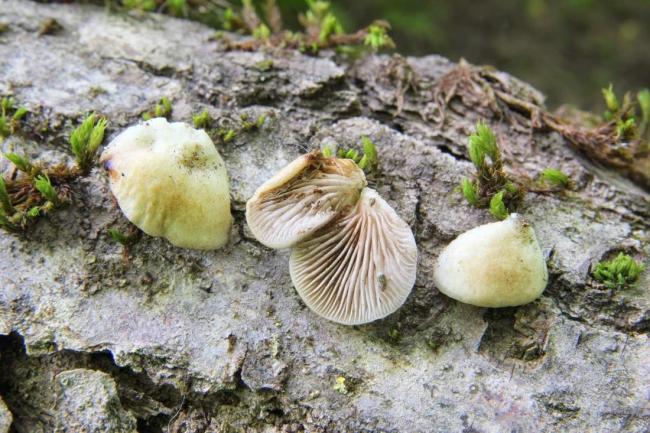 Мягкий крепидотус Crepidotus mollis