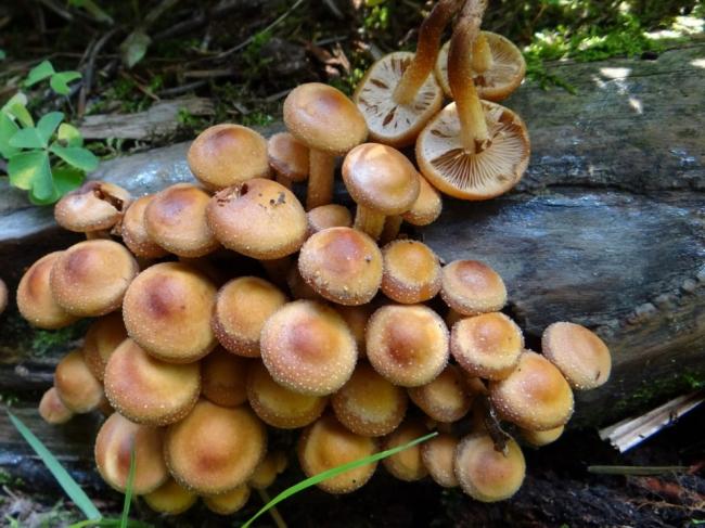 Опята летние (Kuehneromyces mutabilis) фото и описание