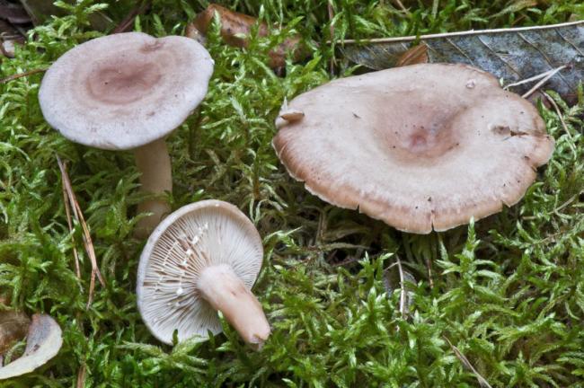 Молочай бледный (Lactarius vietus) фото и описание