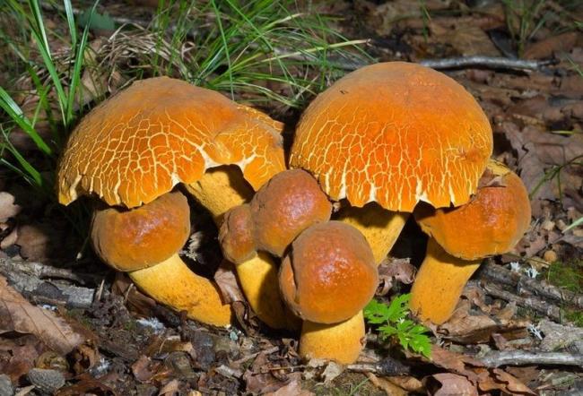 Лубок дальневосточный (Rugiboletus extremiorientalis) фото и описание