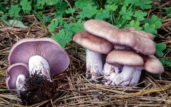 Фиалка рядовка (Lepista nuda) фото и описание