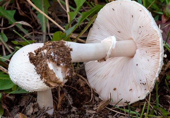 Macrolepiota excoriata2