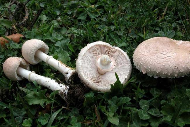 Macrolepiota excoriata3