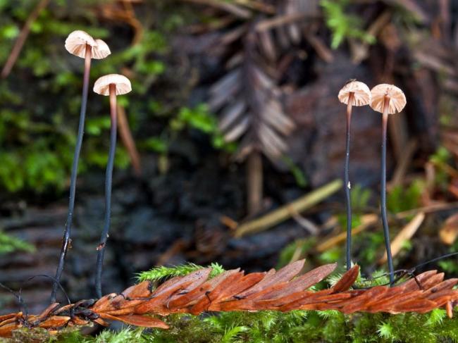 Пыльная драконья гниль (Marasmius androsaceus) фото и описание
