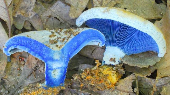 Синий скворец Lactarius indigo