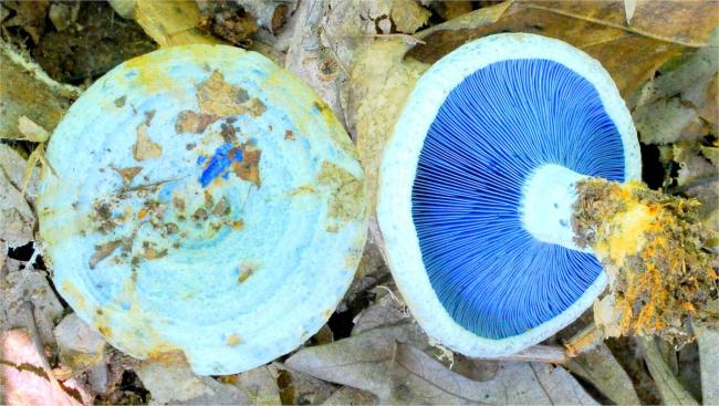 Голубой хвойник Lactarius indigo.
