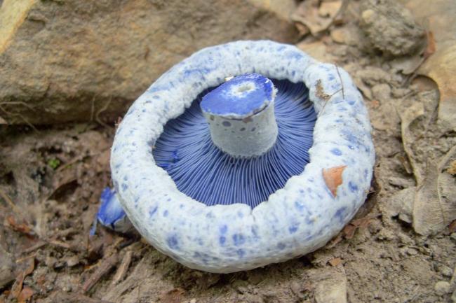 Морошка Lactarius indigo.