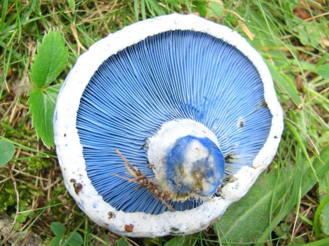 Морошка Lactarius indigo