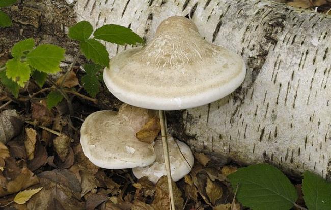 Трутовик березовый (Fomitopsis betulina) фото и описание