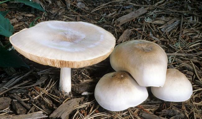 Pluteus petasatus