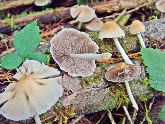 Psatirella candolli