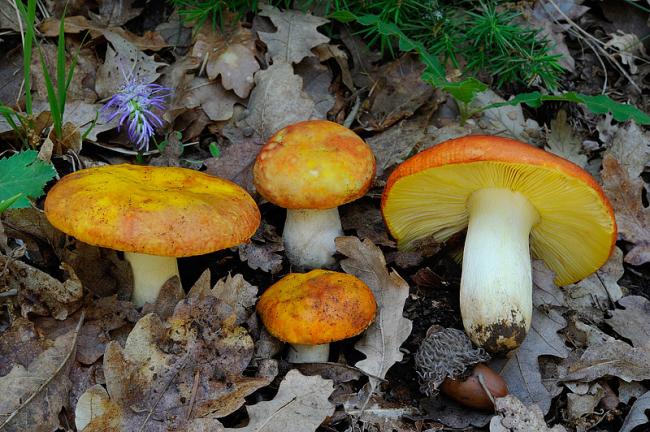 Сыроежка золотистая (Russula aurea) фото и описание