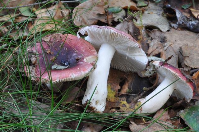 Сыроежка хрупкая (Russula fragilis) фото и описание
