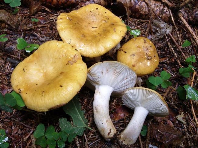Сыроежка желтая (Russula ochroleuca) фото и описание
