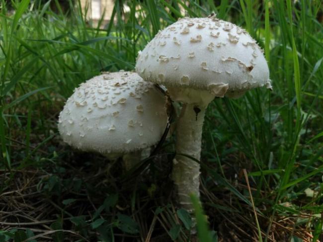 Saproamanita_vittadinii_3.jpg