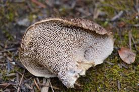 Sarcodon Imbricatus2