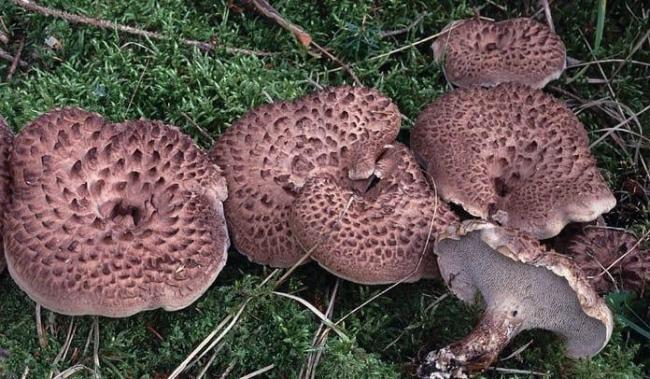 Sarcodon Imbricatus3