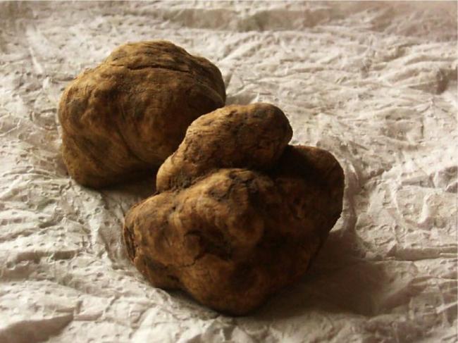 Итальянский трюфель (Tuber magnatum) фото
