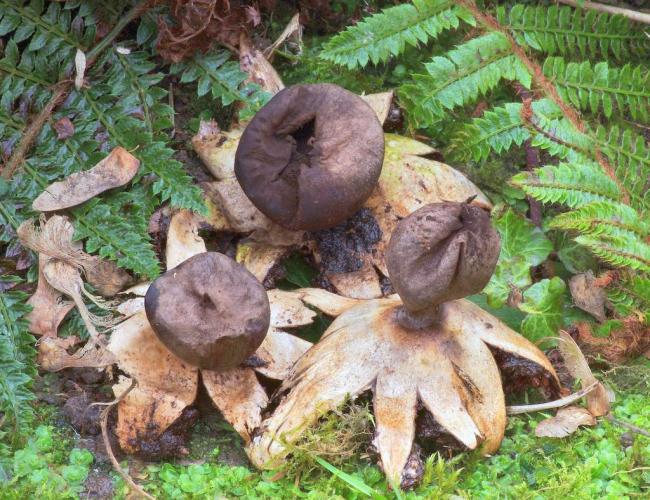 Geastrum fornicatum