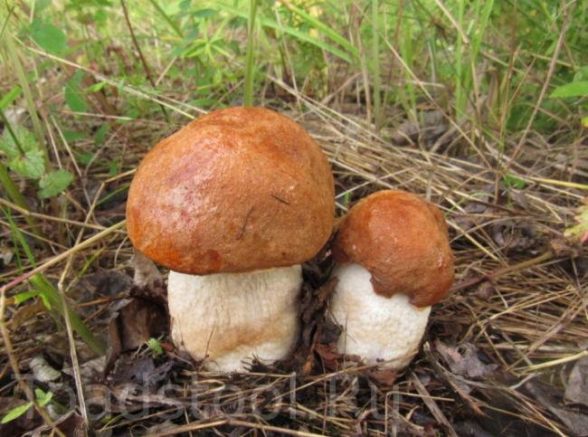 Leccinum aurantiacum, красный подберезовик