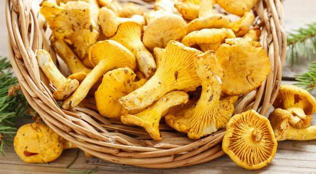 Лисички, лисички обыкновенные - описание продукта, как выбрать, как приготовить, читайте на Gastronom.ru