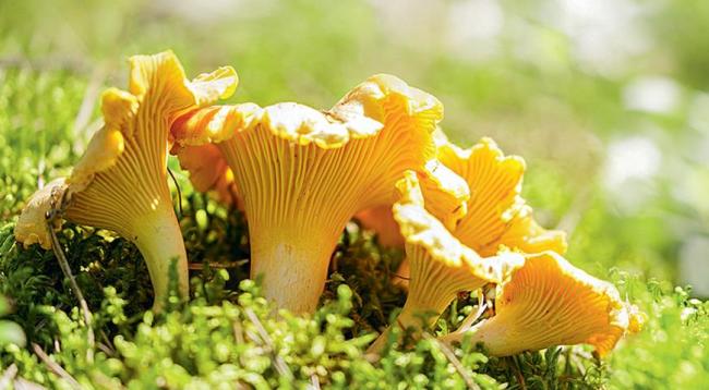 Лисички: как приготовить, хранить, полезные свойства и интересные факты