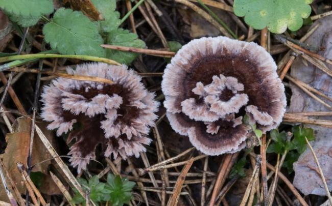 Гриб Thelephora terrestris