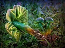 ВАДИМ СУМАРЮК - ????♂️ ???? ???????????????????????? ???????????????? ???????????????????????????? ???????????????????? ???? ????️ ♂️ ???? (syn.Hygrocybe psittacina)???????????????????????????? ???????? Hygrocybe psittacina ???? ???? Papukaijavahakas ???????? Papagoi-imavesinutt???????? Parrot waxcap...